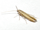 Batrachedra confusella